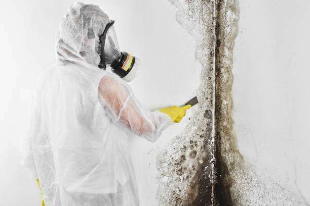Best Mold Removal and Inspection  in Clio, AL