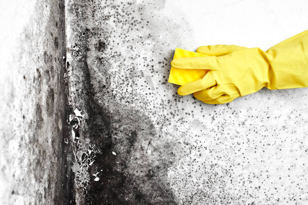 Best Commercial Mold Removal  in Clio, AL