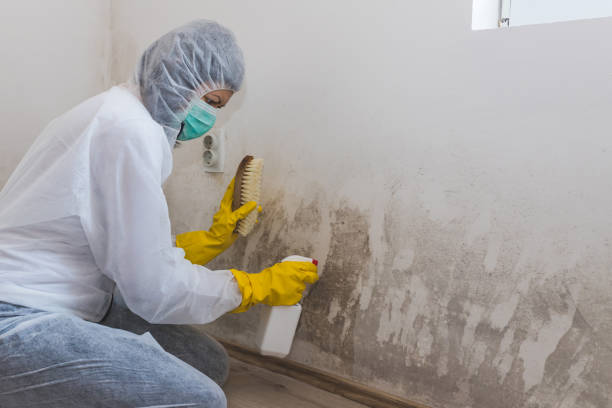 Best Toxic Mold Removal  in Clio, AL