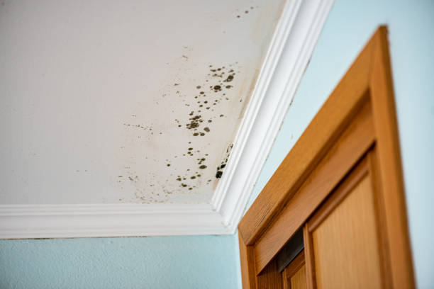 Best Fast Mold Removal  in Clio, AL