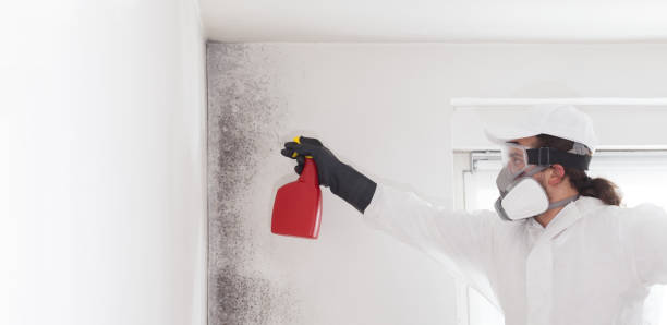 Professional Mold Removal in Clio, AL