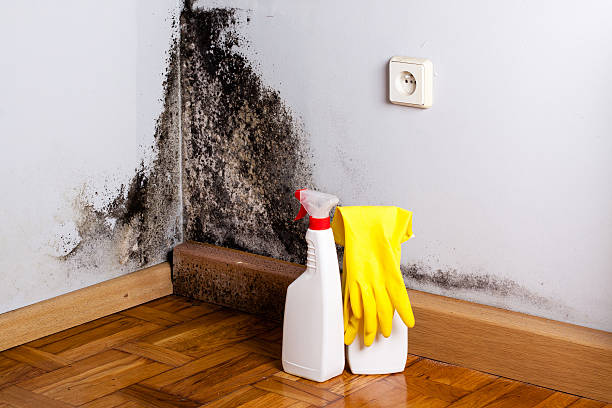 Best Residential Mold Removal  in Clio, AL