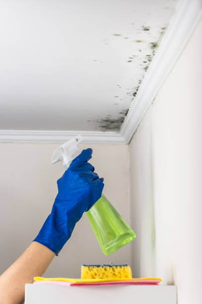 Best Black Mold Removal  in Clio, AL