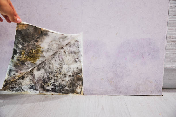 Best Home Mold Removal  in Clio, AL